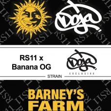 RS11 x Banana OG